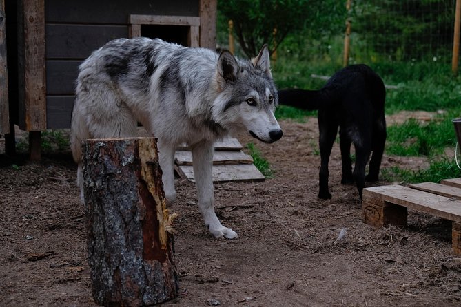 Meet Taivas & the Arctic Wolves - Private Tour - Getting there from Rovaniemi: Ranua is the reality