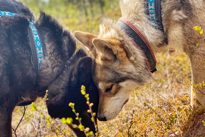 Meet Taivas & the Arctic Wolves - Private Tour - Price and value: $311.87 for 90 minutes, so what are you paying for?