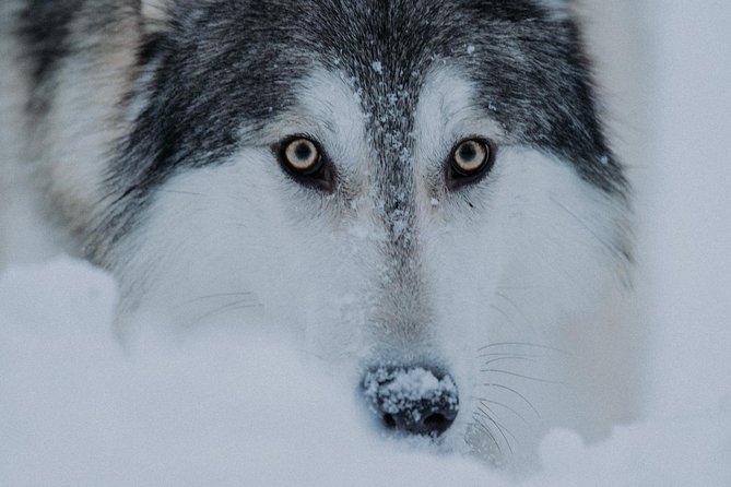 Meet Taivas & the Arctic Wolves - Private Tour - The service style: what to expect when plans go wrong