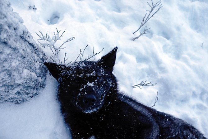 Meet Taivas & the Arctic Wolves - Private Tour - Who should book this, and who might skip it