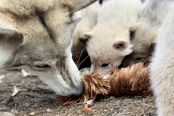 Meet Taivas & the Arctic Wolves - Private Tour - Your 90 minutes: walking the enclosures and learning as you go
