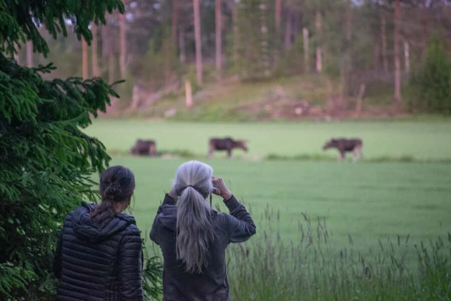 Moose safari with campfire dinner from Helsinki - Key Things You Will Notice