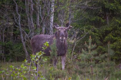 Moose safari with campfire dinner from Helsinki
