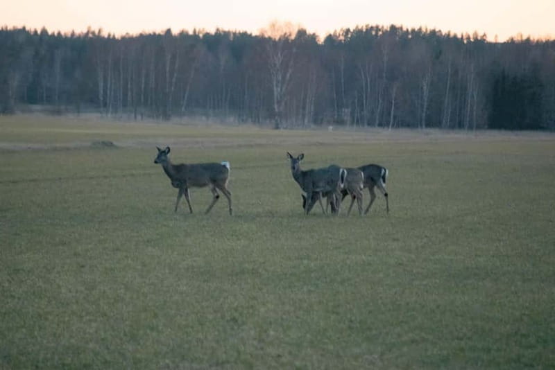 Moose safari with campfire dinner from Helsinki - Wildlife Viewing at Dusk: Hotspots, Binoculars, and a Telescope