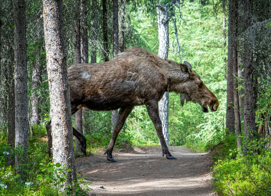 Moose safari with campfire dinner from Helsinki - How to Make Your Moose Spotting More Productive