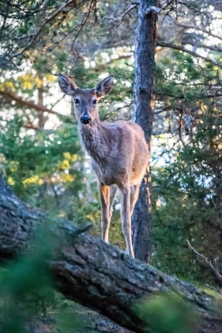 Moose safari with campfire dinner from Helsinki - Price and Value: Is $159 Worth It?