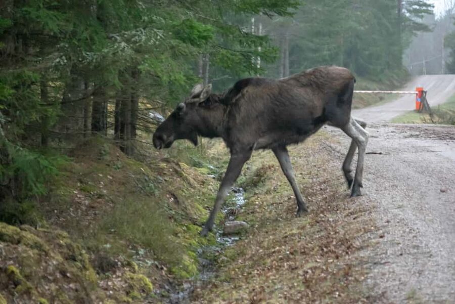 Moose safari with campfire dinner from Helsinki - Who Should Book This, and Who Should Skip