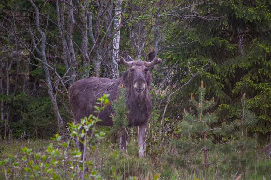 Moose safari with campfire dinner from Helsinki - Getting Started in Helsinki: Nervanderinkatu 2 to the Peninsula