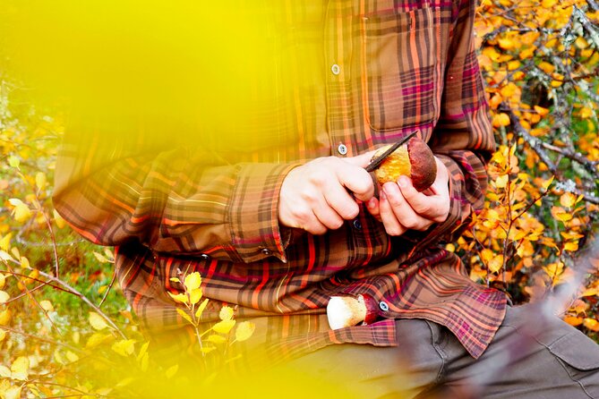 Mushroom Hunting in a National Park - Starting at Helsinki’s Kiasma: easy meet-up, then 90 minutes to the woods
