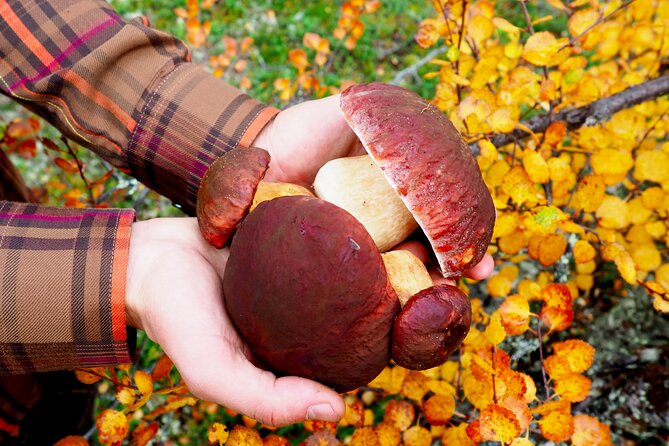 Mushroom Hunting in a National Park - The hike, timing, and weather reality check