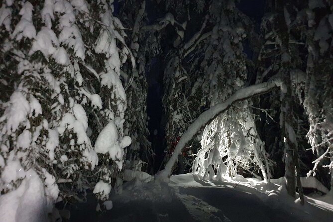 Nocturnal Skiing: Experience the Arctic's Magic - The ski part: forest trails and semi-open swamp sections at night