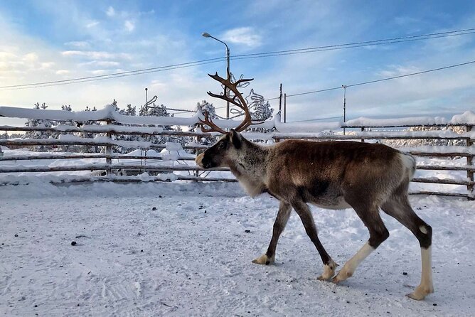 Northern Lights Holiday in Finland - Day 2: reindeer herding lessons, Siida Sámi museum, and your first Aurora hunt