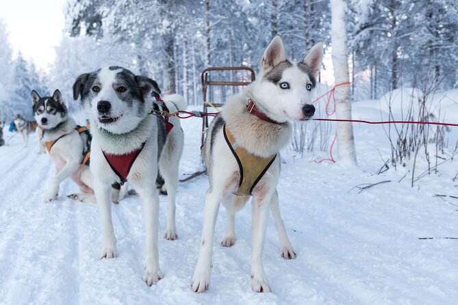 Nulkki Husky Adventure - Key things to know before you go