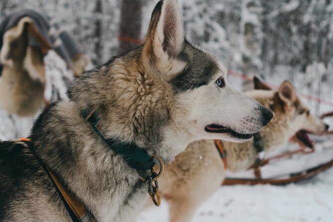 Nulkki Husky Adventure - From Rovaniemi to the husky farm: what the first hour feels like