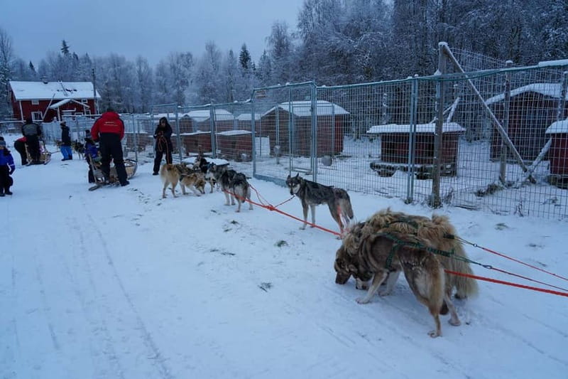 Nulkki Husky Adventure - Meet the Huskies and Learn the Musher Lifestyle