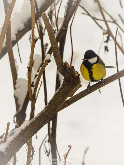 Oulu: Hietasaari Wildlife Hike with Nature Guide All Seasons - Why Hietasaari is the smart choice for an all-season wildlife hike