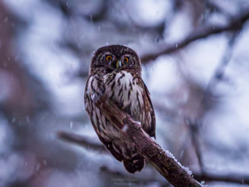 Oulu: Hietasaari Wildlife Hike with Nature Guide All Seasons - Getting there from Oulu: Nallikari and bus number 15