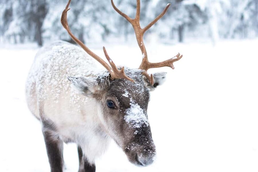 Oulu: Reindeers & Christmas Trees - Key points to know before you go
