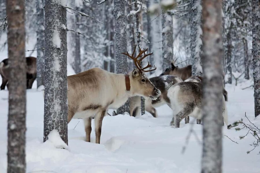 Oulu: Reindeers & Christmas Trees - Thermal clothing first, then real winter air