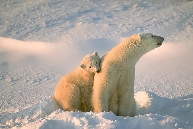 Ounasvaara and Ranua Zoo - Key highlights you’ll actually feel