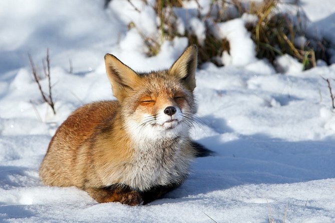 Ounasvaara and Ranua Zoo - Weather, bugs, and what to pack