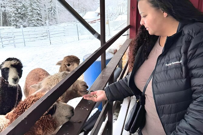 PRIVATE Alpaca Guided Forest Walk + Feeding Helsinki - Private Alpaca Walk in Klaukkala, Outside Helsinki