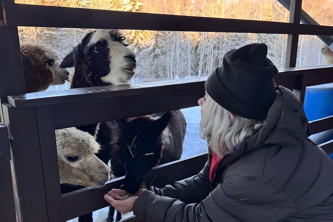 PRIVATE Alpaca Guided Forest Walk + Feeding Helsinki - What Happens at the Farm Fences During Feeding