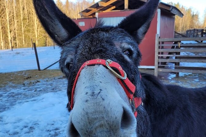 PRIVATE Alpaca Guided Forest Walk + Feeding Helsinki - Guides in Action: Friendly, Helpful, and Into the Details