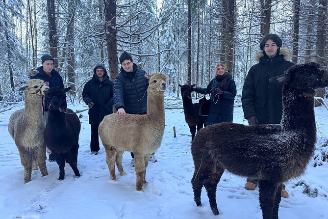 PRIVATE Alpaca Guided Forest Walk + Feeding Helsinki - What You Learn and What You Carry Home