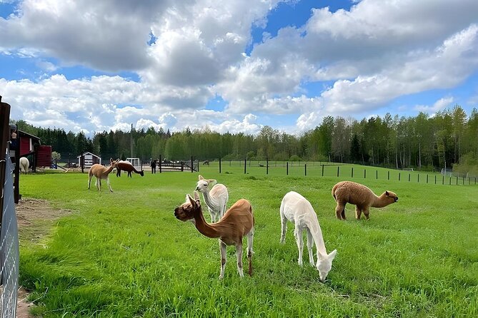 PRIVATE Alpaca Guided Forest Walk + Feeding Helsinki - Price and Value: Is It Worth $239.65?
