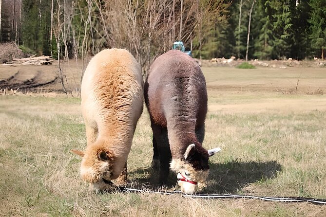 PRIVATE Alpaca Guided Forest Walk + Feeding Helsinki - Who This Experience Fits Best