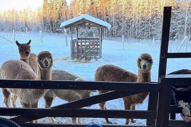 PRIVATE Alpaca Guided Forest Walk + Feeding Helsinki - How the Pickup and Timing Work (and why it matters)
