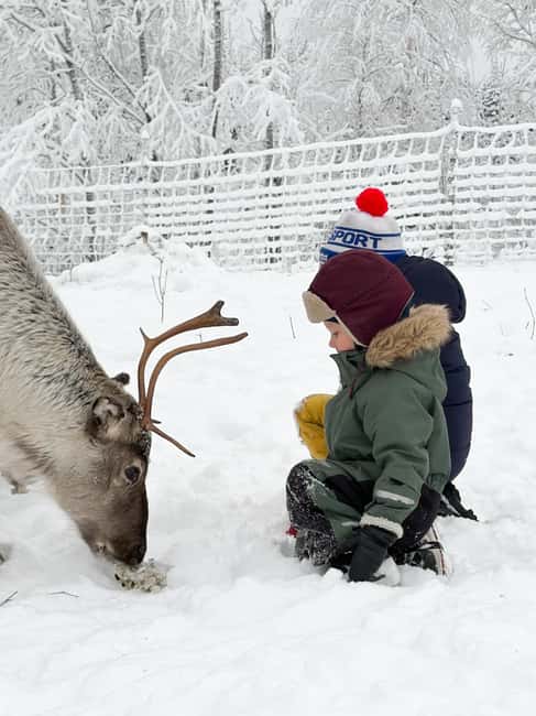 Private and authentic reindeer experience in homefarm - Key Highlights at Johanna’s Homefarm Reindeer Hideaway
