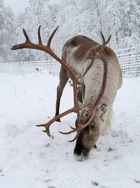 Private and authentic reindeer experience in homefarm - Visiting Johanna’s Home Farm, Not a Big Production