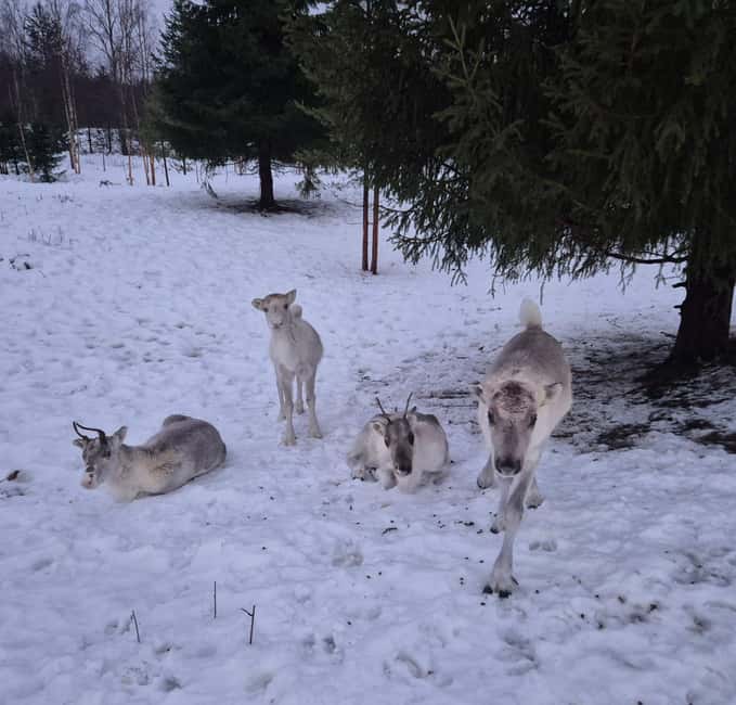 Private and authentic reindeer experience in homefarm - Small Private Group Timing, What 1.5 Hours Really Feels Like