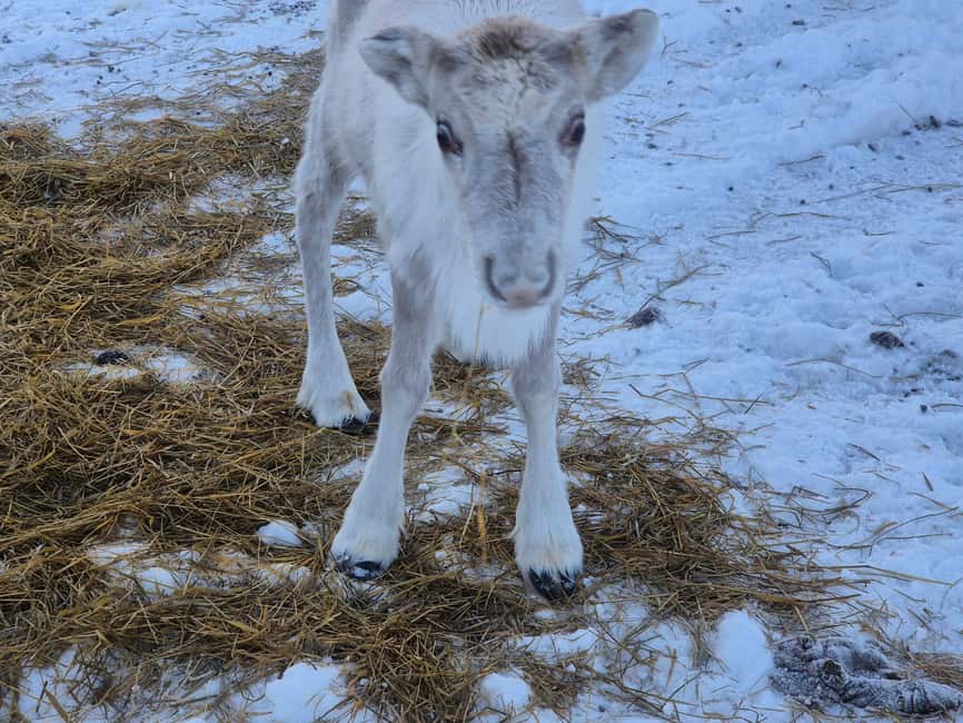Private and authentic reindeer experience in homefarm - Language, Guide Style, and Why It Helps