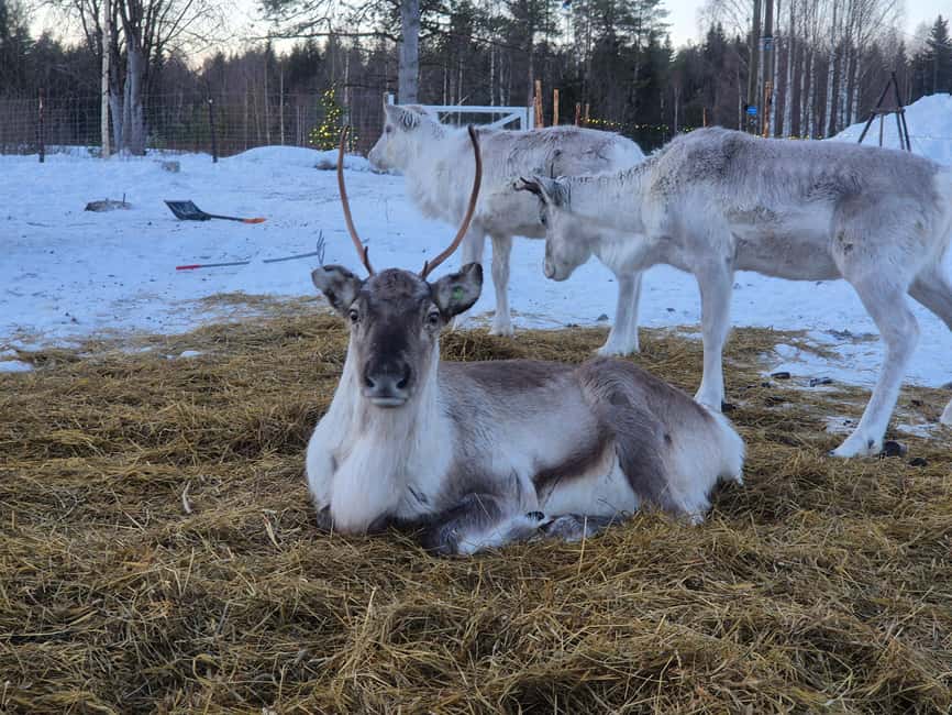 Private and authentic reindeer experience in homefarm - Price and Value: What You Get for Around $105