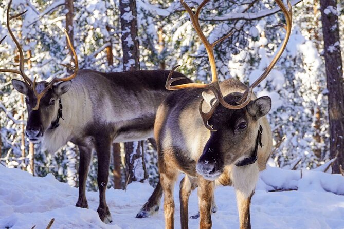 PRIVATE Authentic Reindeer Experience Helsinki - Key highlights worth your time