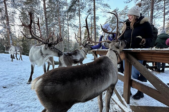 PRIVATE Authentic Reindeer Experience Helsinki - Nuuksio forest pickup and a reindeer park you actually reach easily