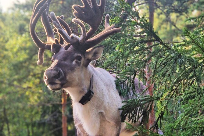 PRIVATE Authentic Reindeer Experience Helsinki - The drive with your guide: local advice you can use right away