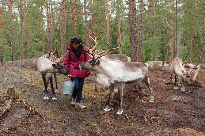 PRIVATE Authentic Reindeer Experience Helsinki - Price and value: what $330.42 gets you in real terms