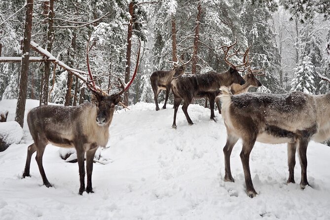 PRIVATE Authentic Reindeer Experience Helsinki - A practical way to get the most from your kota and reindeer time