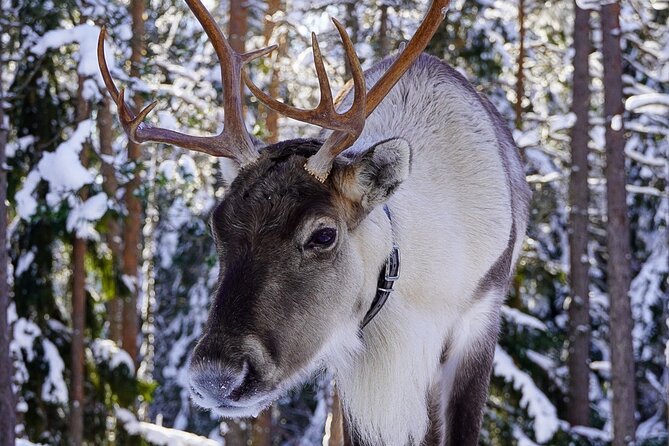 PRIVATE Authentic Reindeer Experience Helsinki - The kota experience: warm fire, hot drinks, and roast bread