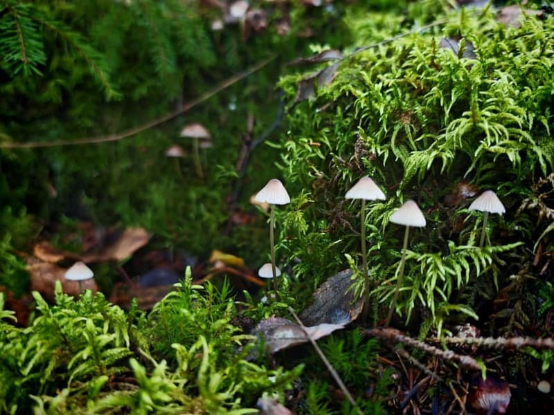 Private Forest Mind Tour in Tampere - Who this tour suits best, and who should skip it