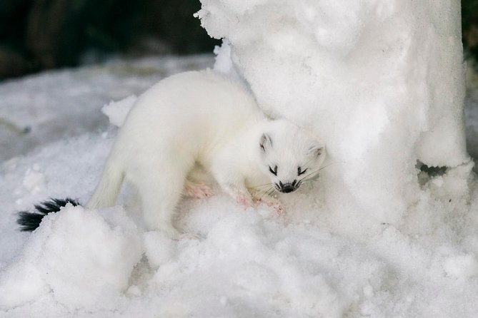 Private Ranua Zoo tour - How to dress for an outdoor Arctic zoo walk