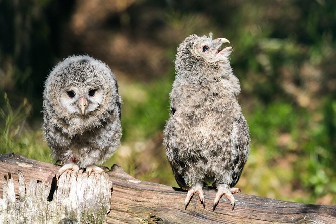 Private Ranua Zoo tour - Who should book this private Ranua Zoo tour?