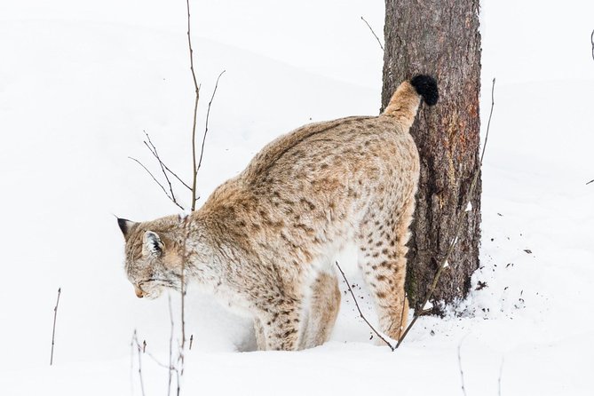 Private Ranua Zoo tour - Ranua Zoo in the forest: what to expect from arctic animals