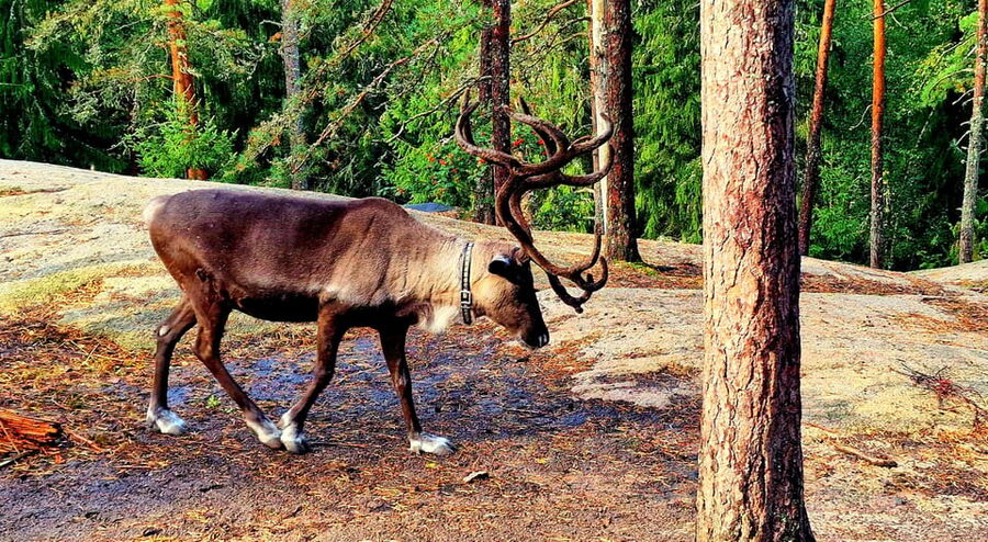 PRIVATE Reindeer Park Adventure by VIP Car - The 3-Hour Flow: Pickup, Park Time, and Not Feeling Rushed