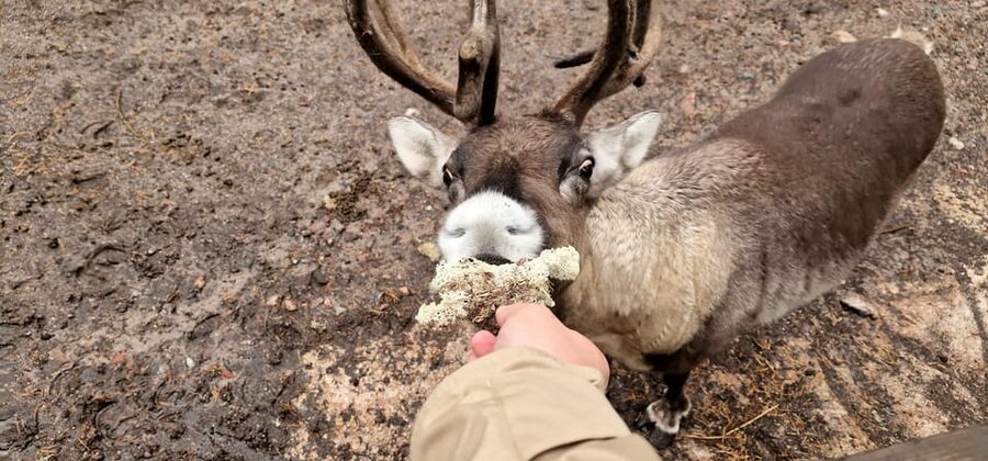 PRIVATE Reindeer Park Adventure by VIP Car - Who This Tour Fits Best, and Who Should Consider Something Longer