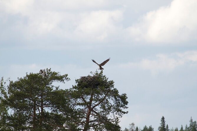 Private Saimaa Story Cruise by Ecoboat in Puumala - Seal safari energy without the chaos